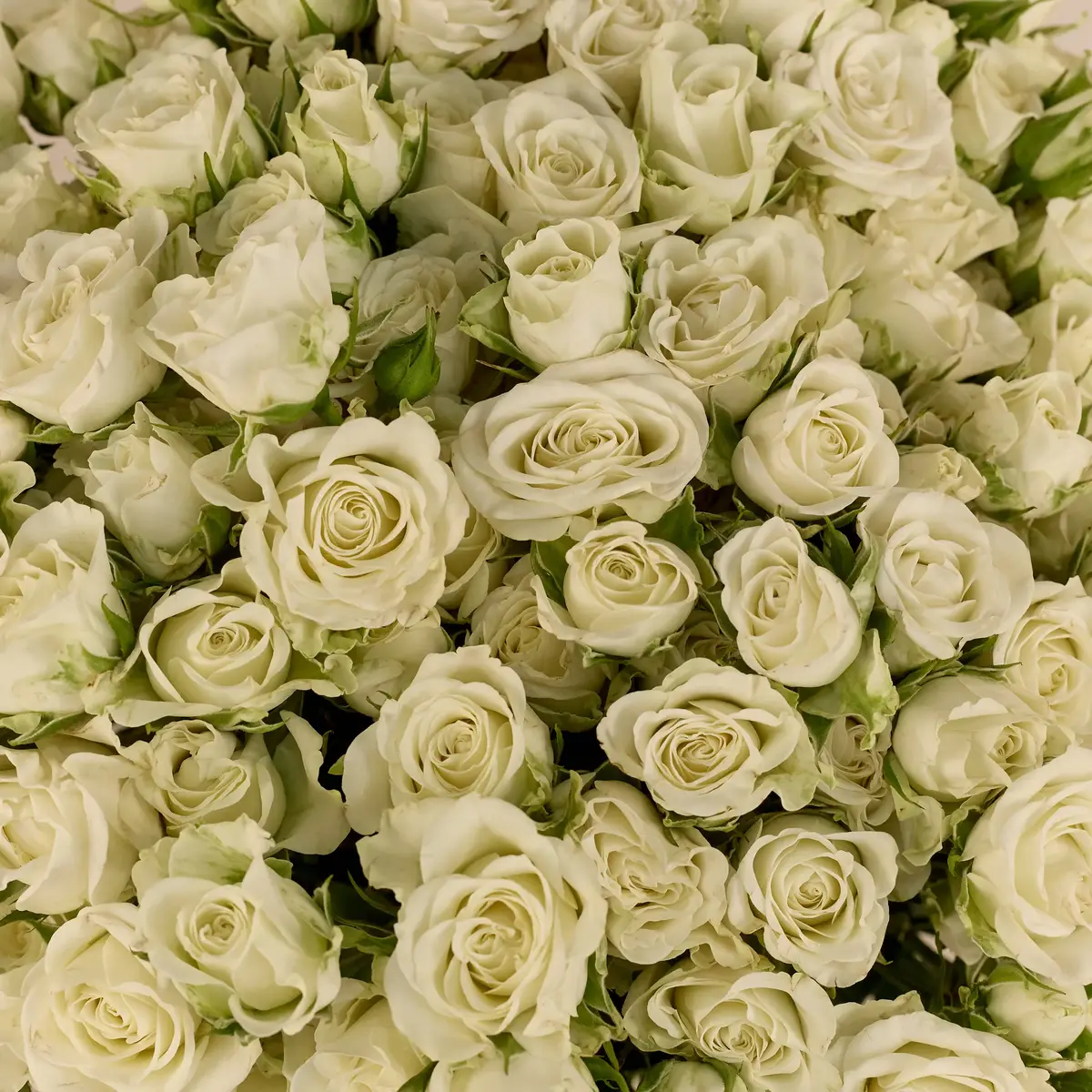 Букет 31 Троянда спрей Сновфлейк купити недорого в Україні, фото 3