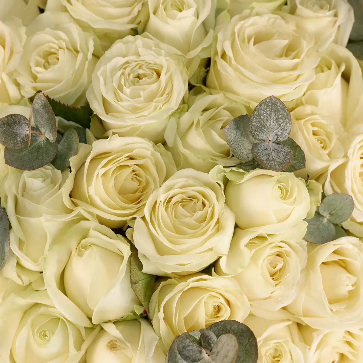 Букет 95 Троянд білих Аваланч з евкаліптом купити недорого в Україні, фото 3