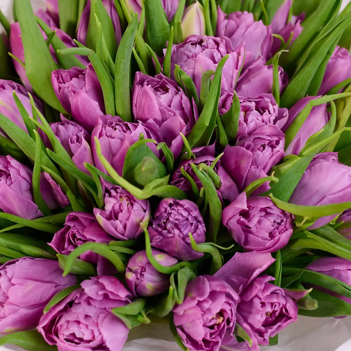 Букет 25 лавандовых пионовидных тюльпанов. купить недорого в Украине, фото 3