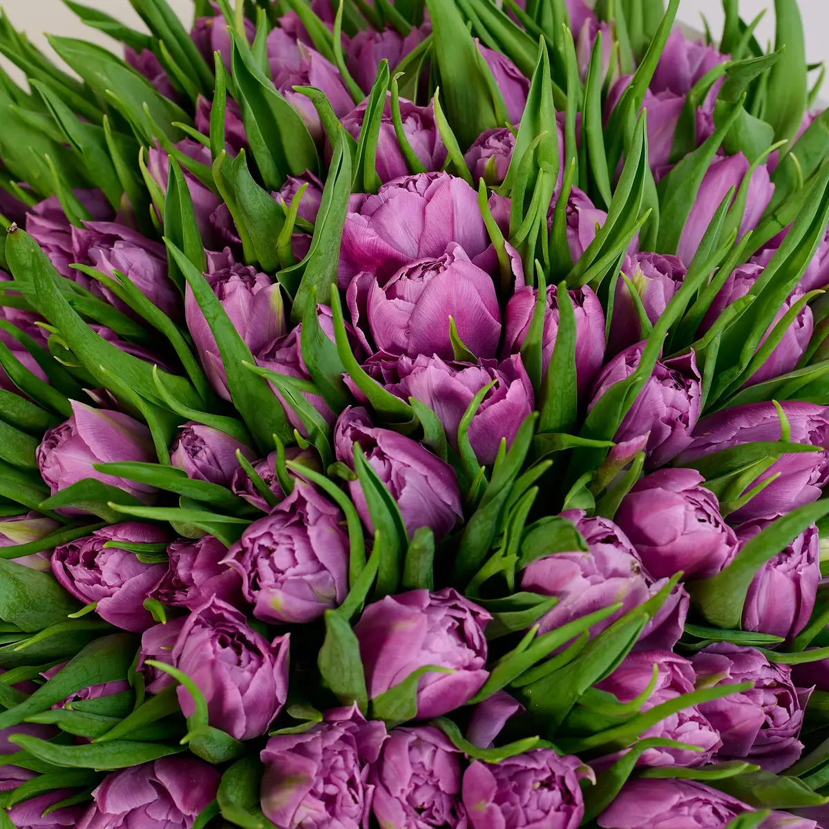 Букет 101 Лавандовый пионовидный тюльпан купить недорого в Украине, фото 3