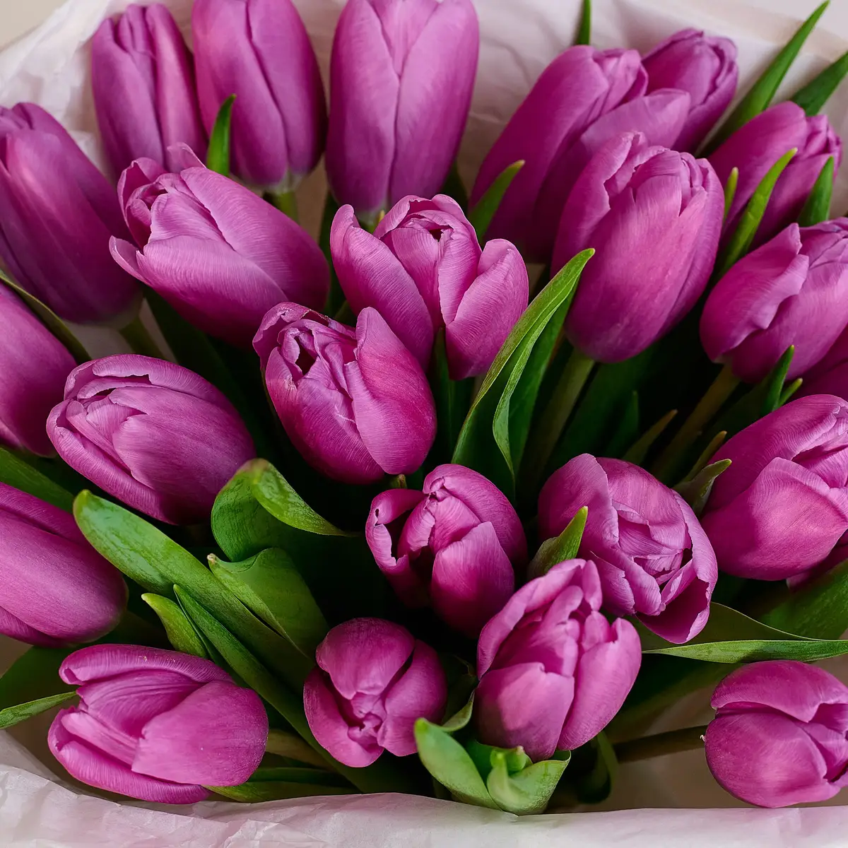Букет 25 Фиолетовых Тюльпанов купить недорого в Украине, фото 3