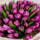 Букет 51 Фиолетовый тюльпан купить