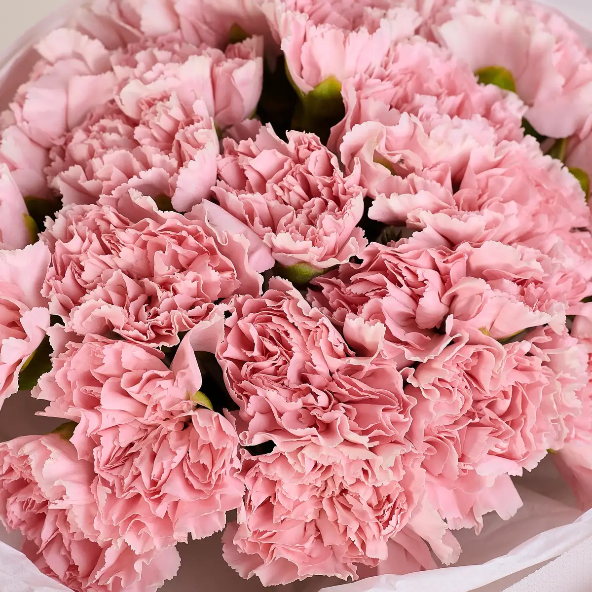 Букет 21 Рожева Гвоздика купити недорого в Україні, фото 3