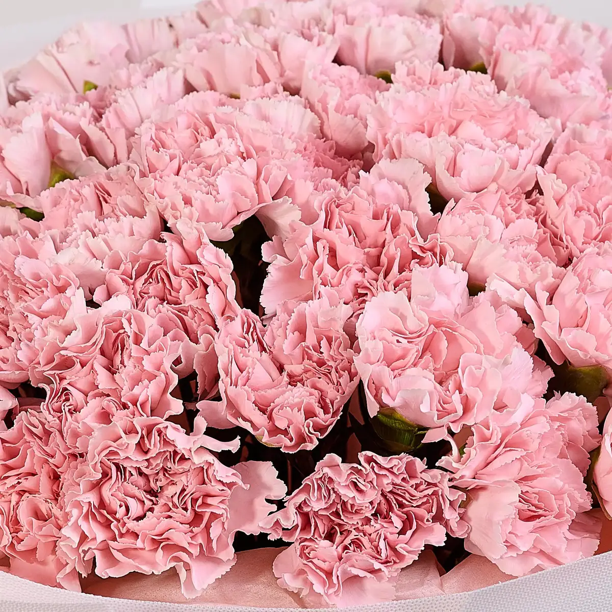 Букет 51 Рожева Гвоздика купити недорого в Україні, фото 3