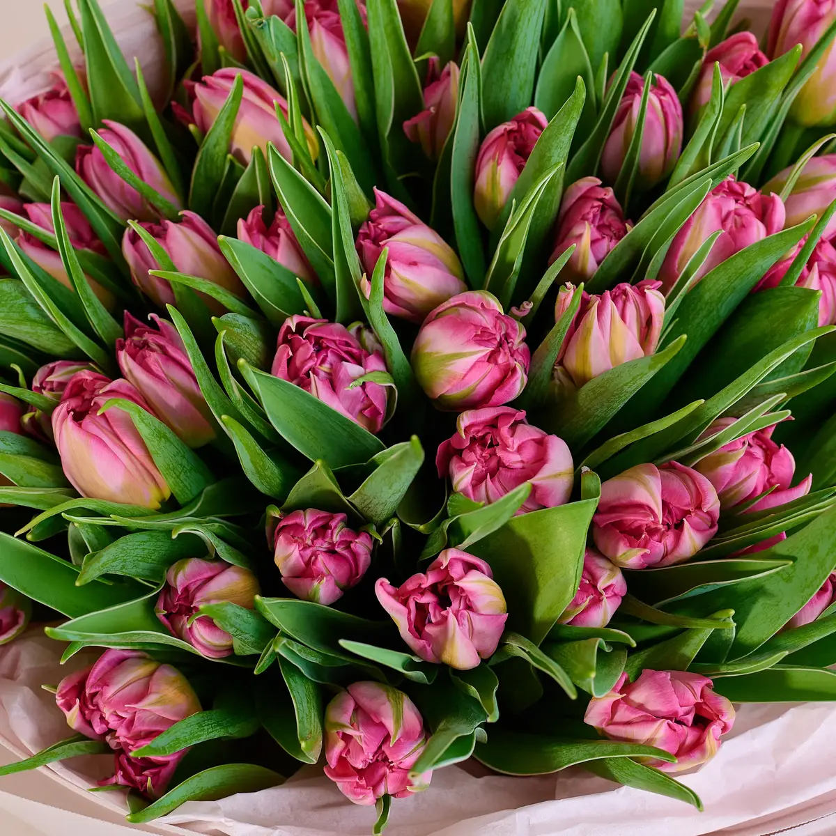 Букет 51 Розовый пионовидный тюльпан купить недорого в Украине, фото 3