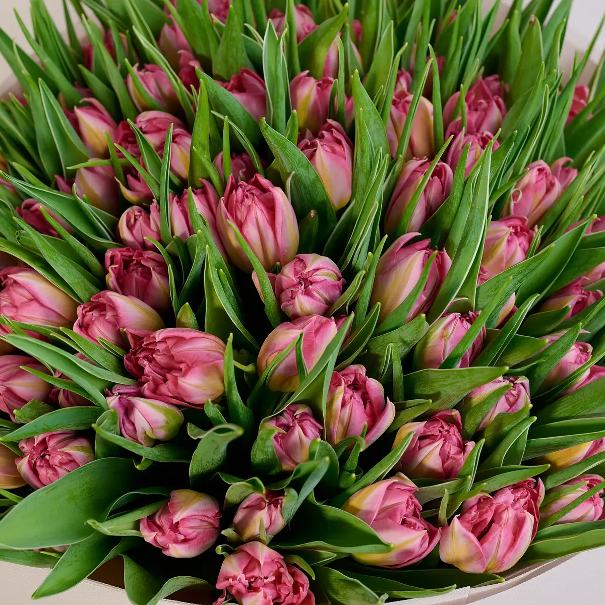 Букет 101 Розовый пионовидный тюльпан купить недорого в Украине, фото 3