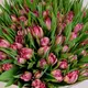Букет 101 Розовый пионовидный тюльпан купить