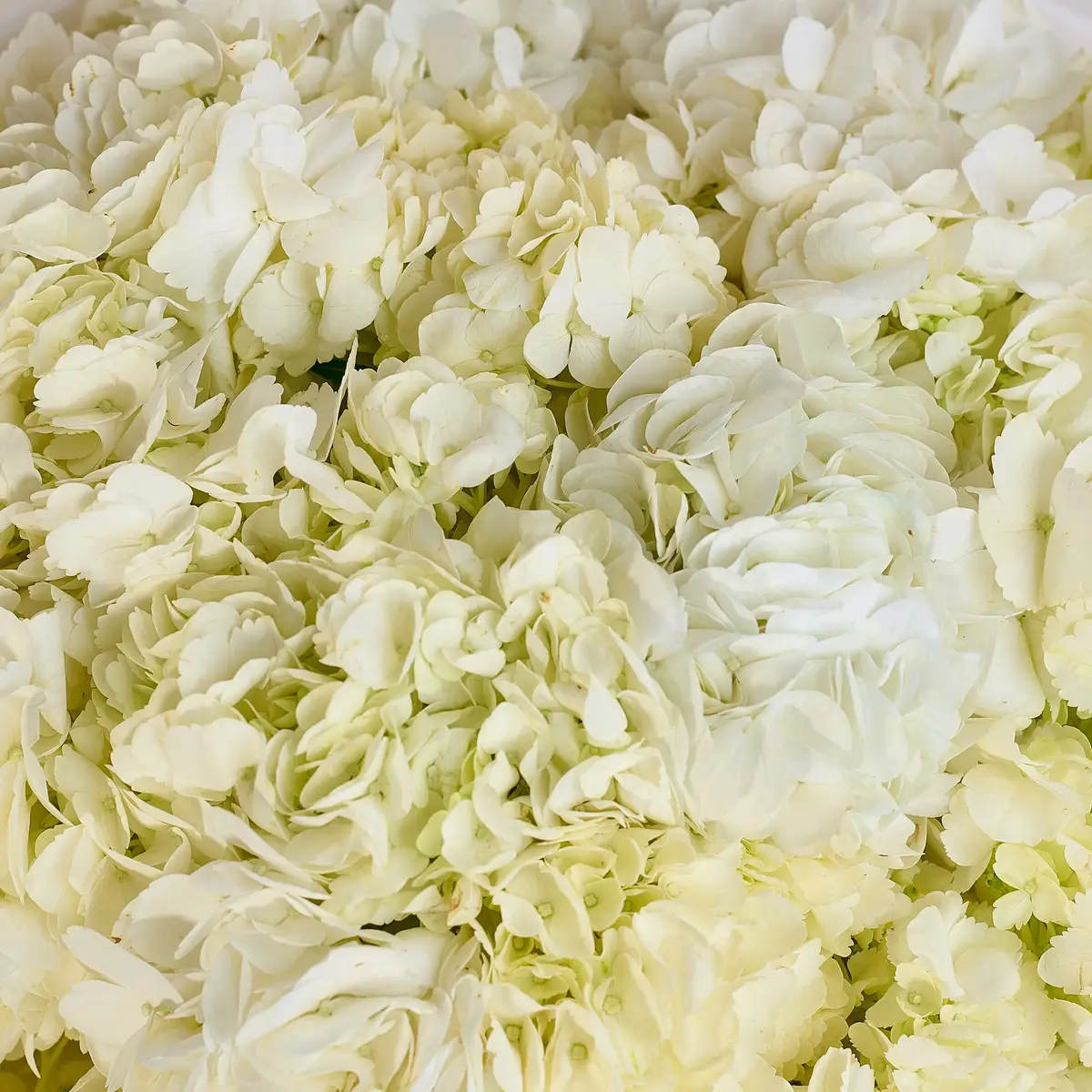 Букет 15 Белых Гортензий купить недорого в Украине, фото 3