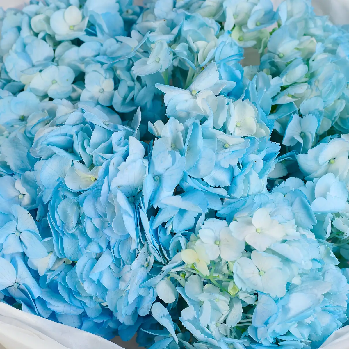 Букет 5 Голубых Гортензий купить недорого в Украине, фото 3
