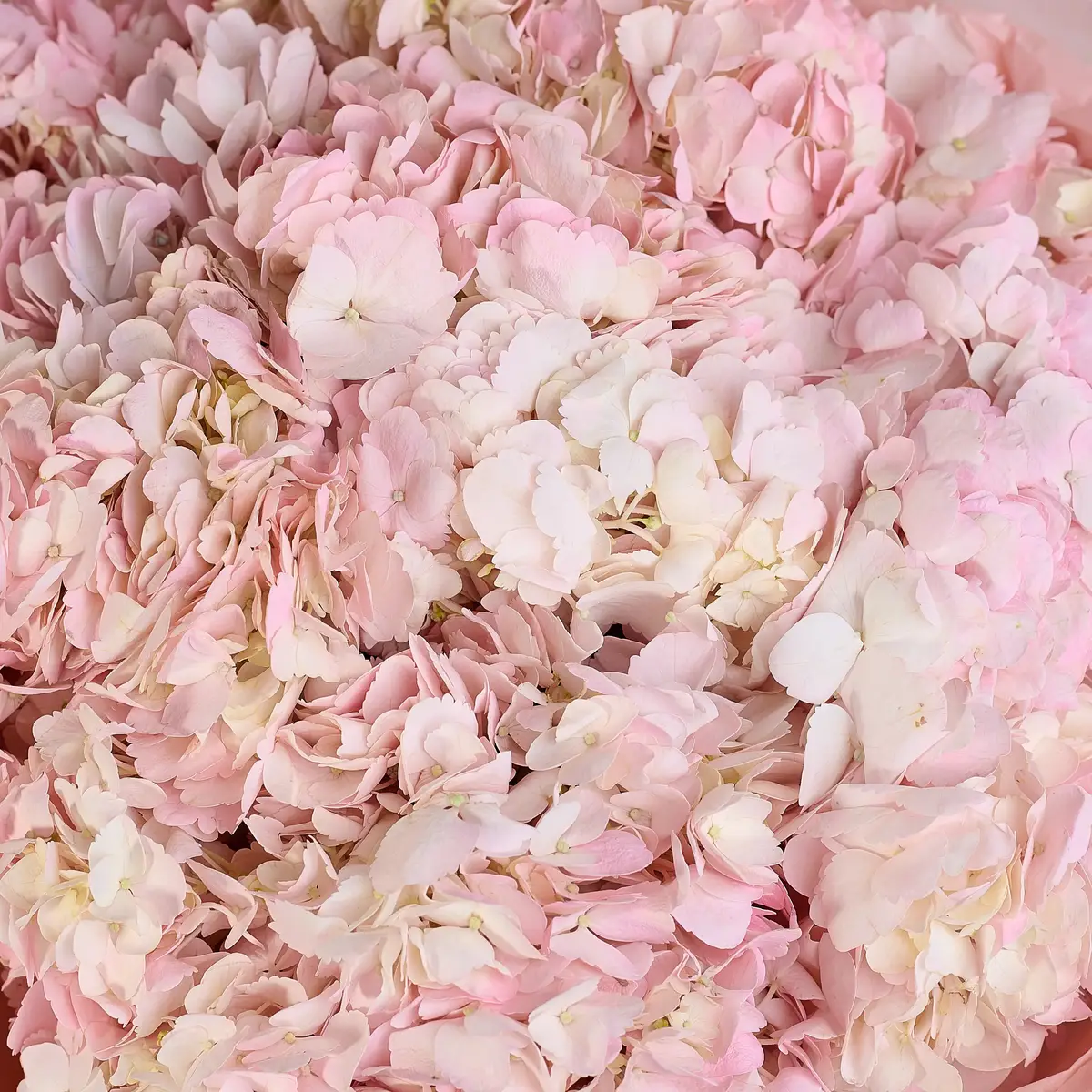 Букет 25 Розовых Гортензий купить недорого в Украине, фото 3