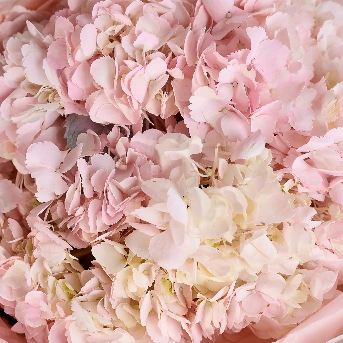 Букет 5 Розовых Гортензий купить недорого в Украине, фото 3