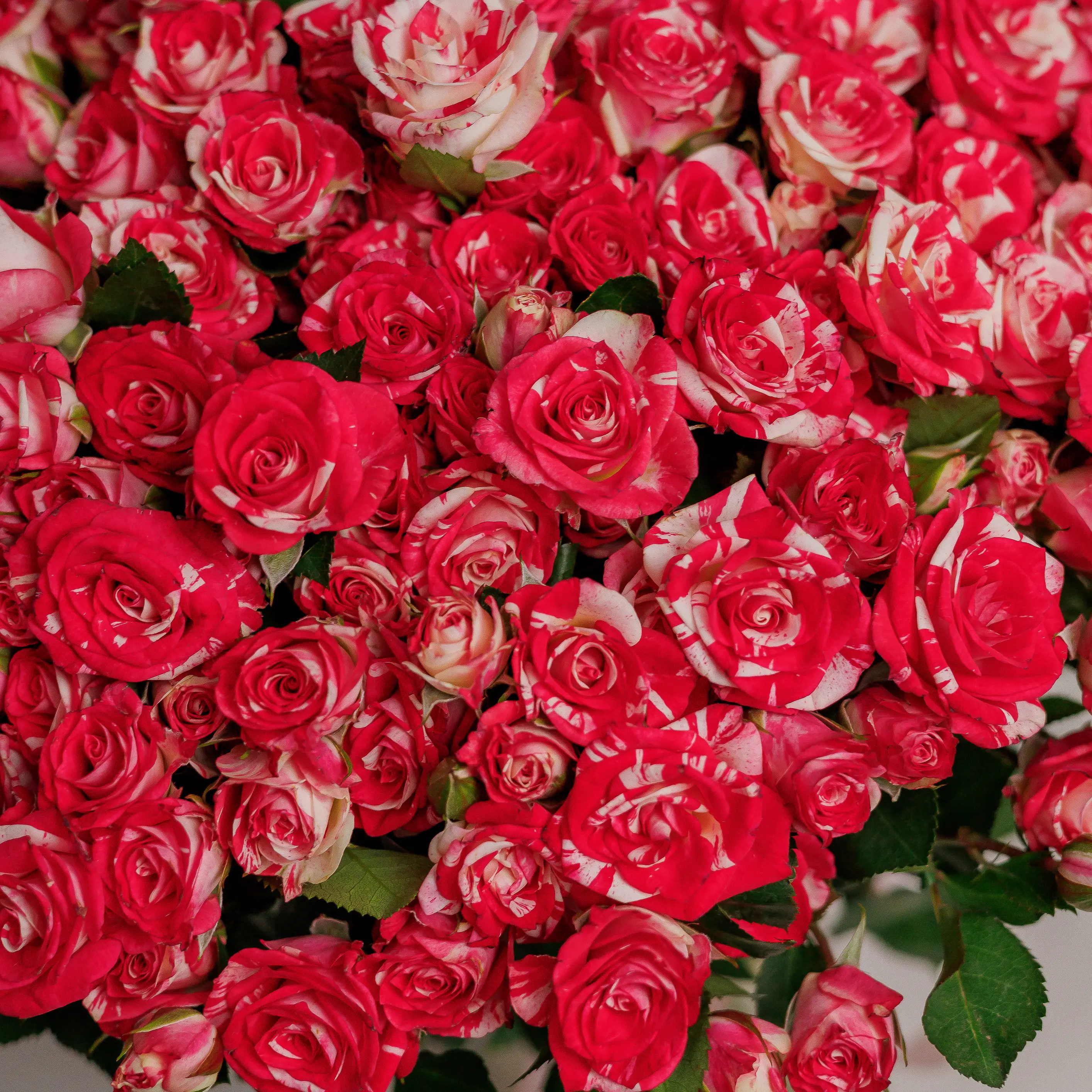 Букет 45 Троянд спрей Фаєрворкс у Львові | Troyanda Flowers
